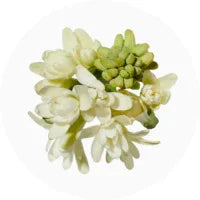 Tuberose