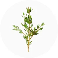 Thyme