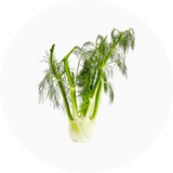 Fennel