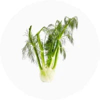 Fennel