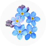 Forget Me Not (Myosotis)