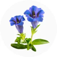 Gentian (Encian)