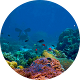 Marine Notes (Sea Notes)