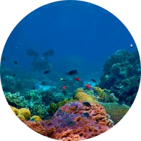 Marine Notes (Sea Notes)