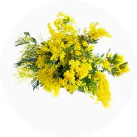 Mimosa
