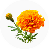 Tagetes (Marigold)
