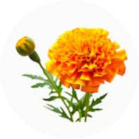 Tagetes (Marigold)