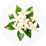 Stephanotis