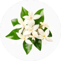 Stephanotis