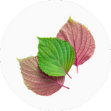Shiso
