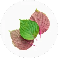Shiso