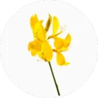 Broom