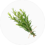 Rosemary