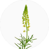 Reseda (Mignonette)