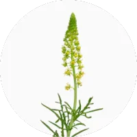 Reseda (Mignonette)