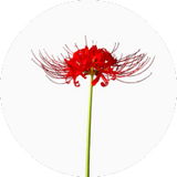 Red Spiderlily
