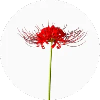Red Spiderlily
