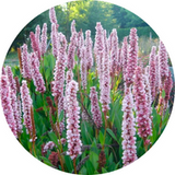 Polygonum (Knotweed)