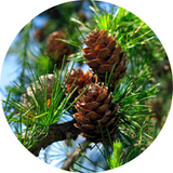Pine Needles