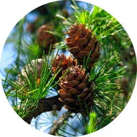 Pine Needles