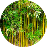 Bamboo