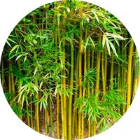 Bamboo