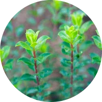 Buchu (Agathosma)