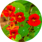 Nasturtium (Indian Cress)