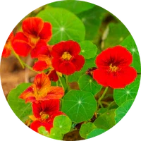 Nasturtium (Indian Cress)
