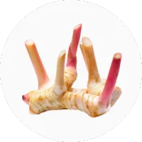 Galangal