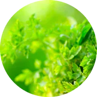 Green Notes