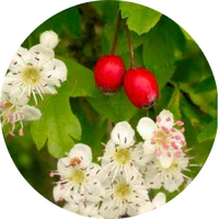Hawthorn