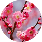 Ume Blossom (Plum Blossom)