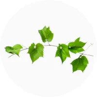 Vine