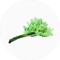 Moss