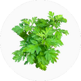 Mugwort (Armoise)
