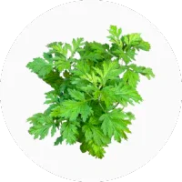 Mugwort (Armoise)