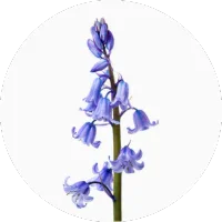 Bluebell