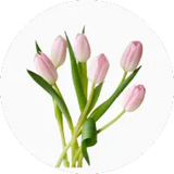 Tulip