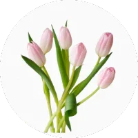Tulip