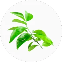 Petitgrain