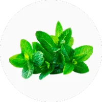 Peppermint