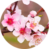 Peach Blossom