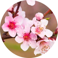 Peach Blossom