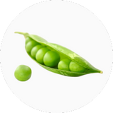 Pea