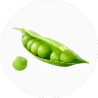 Pea