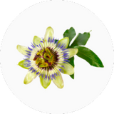 Passion Flower