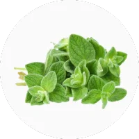 Oregano