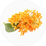 Osmanthus