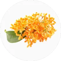 Osmanthus